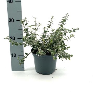 Euonymus fortunei 'Emerald Gaiety'