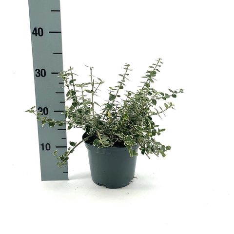 Euonymus fortunei 'Emerald Gaiety'