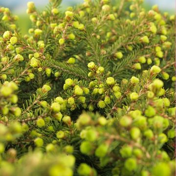 Picea abies 'Nidiformis'