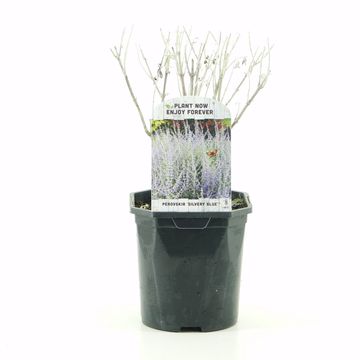 Perovskia atriplicifolia SILVERY BLUE
