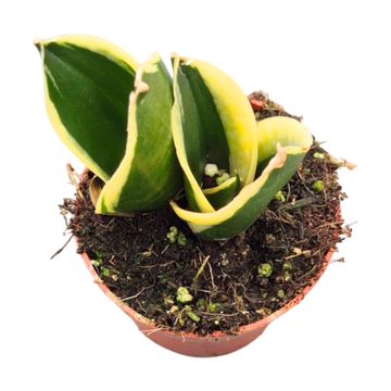 Sansevieria trifasciata 'Jade Pagoda'
