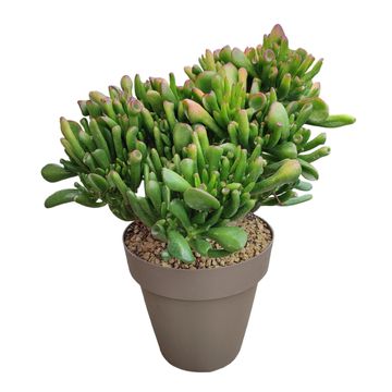 Crassula ovata 'Hobbit'