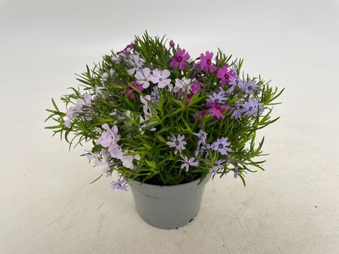 Phlox SUBULATA MIX