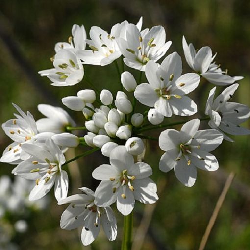 Allium neapolitanum (Admiraal Handelskwekerij)