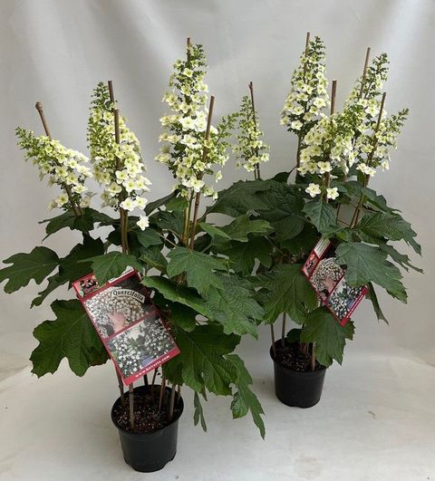 Hydrangea quercifolia