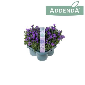 Campanula portenschlagiana AMBELLA INTENS PURPLE