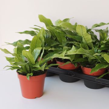 Microsorum musifolium 'Crocodyllus'