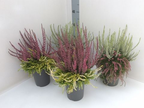 Calluna vulgaris RASTA GIRLS MIX IN POT