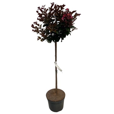 Lagerstroemia indica 'Coral Magic'