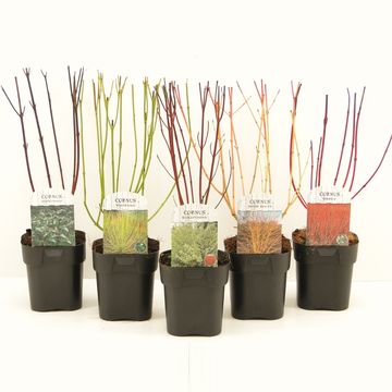 Cornus MIX