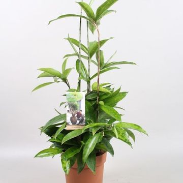 Dracaena surculosa