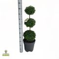 Buxus sempervirens