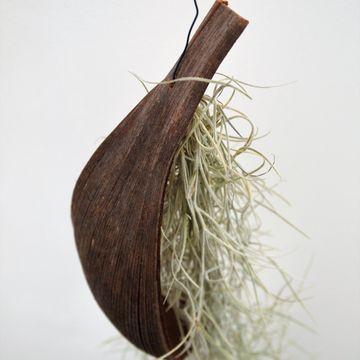 Tillandsia usneoides