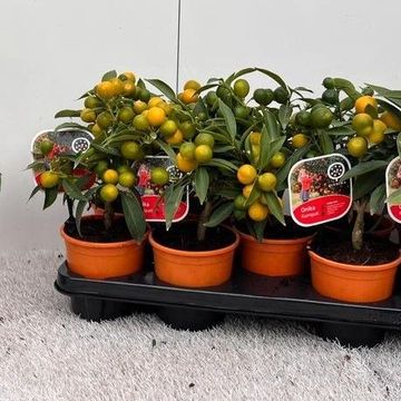 Fortunella polyandra