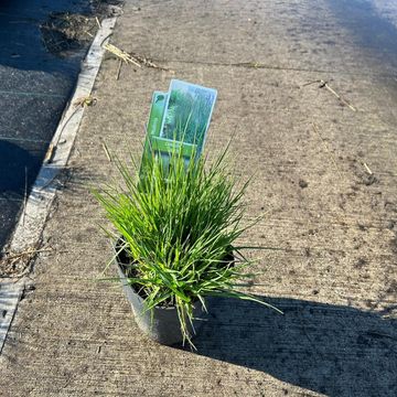 Molinia caerulea 'Torch'