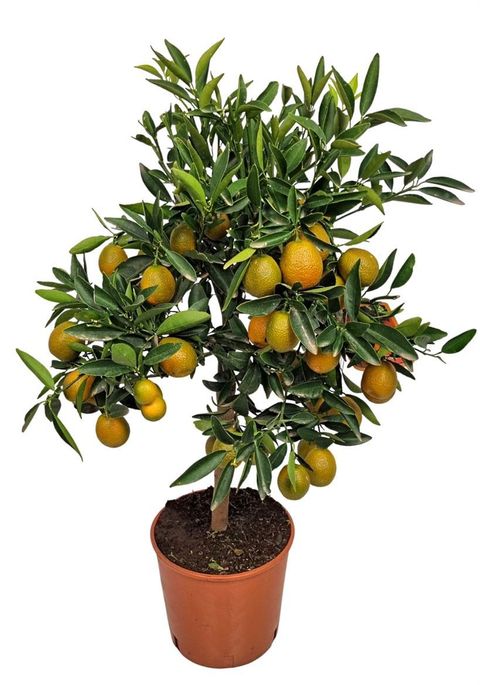 Citrus 'Kucle'