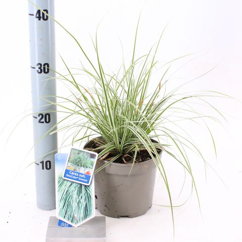 Carex oshimensis EVERCOLOR EVEREST