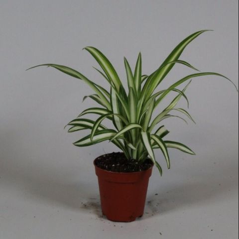 Chlorophytum comosum 'Variegatum'