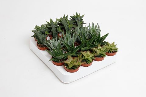 Aloe MIX