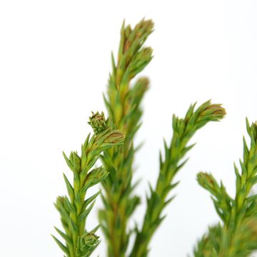 Cryptomeria japonica 'Jindai'