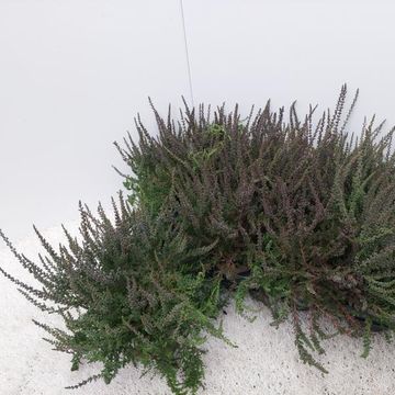 Calluna vulgaris GARDEN GIRLS ZALINA