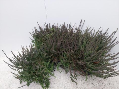 Calluna vulgaris GARDEN GIRLS ZALINA
