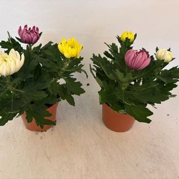 Chrysanthemum MIX IN POT