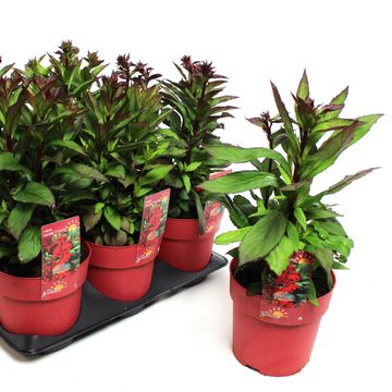 Lobelia x speciosa STARSHIP SCARLET