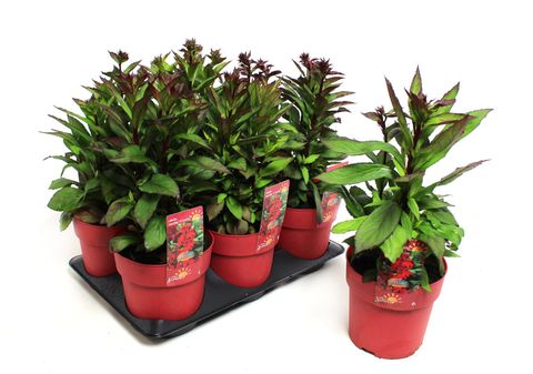 Lobelia x speciosa STARSHIP SCARLET