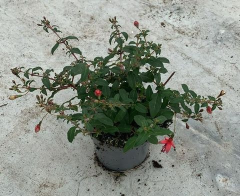 Fuchsia 'Riccartonii'