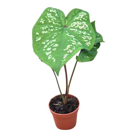Caladium bicolor
