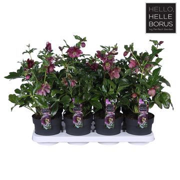 Helleborus orientalis 'Double Ellen Red'