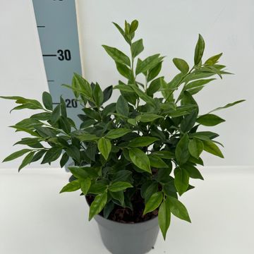 Sarcococca hookeriana
