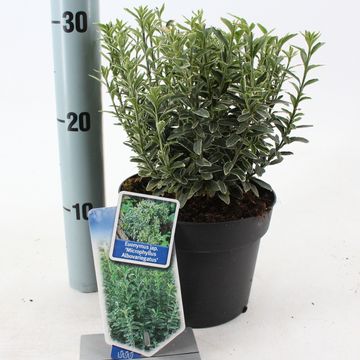 Euonymus japonicus 'Microphyllus Albovariegatus'