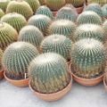 Ferocactus