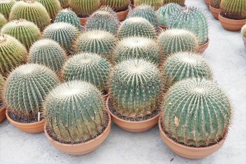 Ferocactus