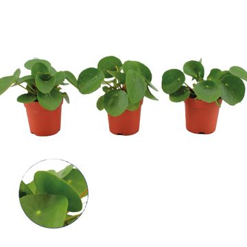 Pilea peperomioides