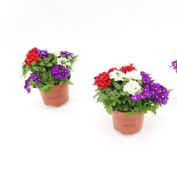 Verbena MIX IN POT