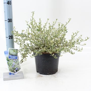 Ceanothus impressus 'Cool Blue'