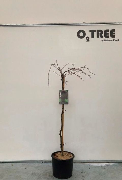 Fagus sylvatica 'Purpurea Pendula'