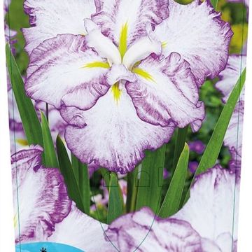 Iris ensata DINNER PLATE TIRAMISU