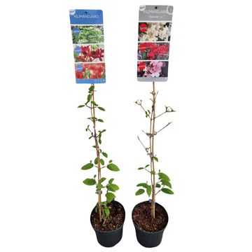 Viburnum plicatum KILIMANDJARO MIX