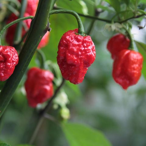 Capsicum chinense 'Carolina Reaper'