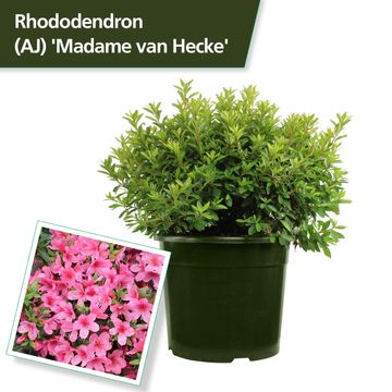 Rhododendron 'Мадам ван Хеке' (AJ)