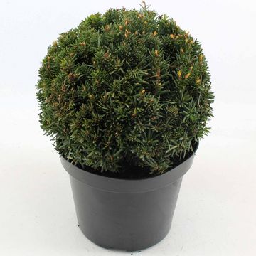 Taxus x media 'Farmen'