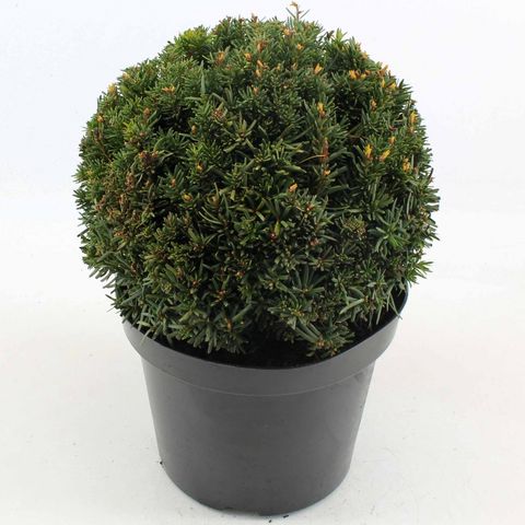 Taxus x media 'Farmen'