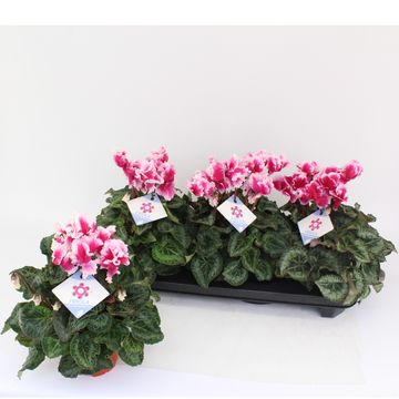 Cyclamen persicum 'Halios Friola Magenta'