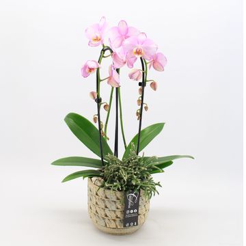 Arrangement Phalaenopsis