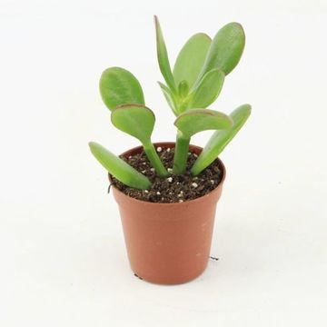 Crassula ovata