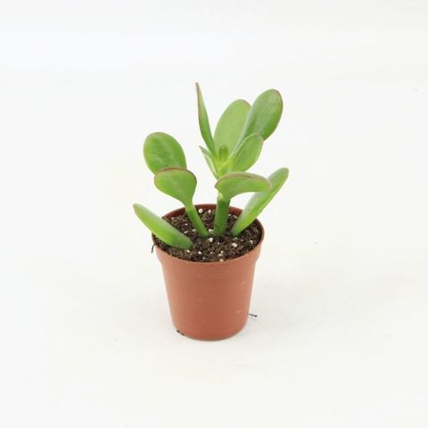 Crassula ovata